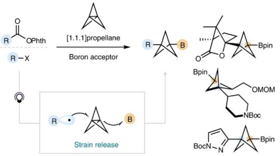 Nat. Chem.：無(wú)過(guò)渡金屬參與的[1.1.1]螺槳烷的雙官能團(tuán)化反應(yīng)