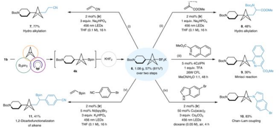 Fig. 3BCP-BF3K的合成及其光氧化還原轉(zhuǎn)化（圖片來(lái)源：Nat. Chem.）