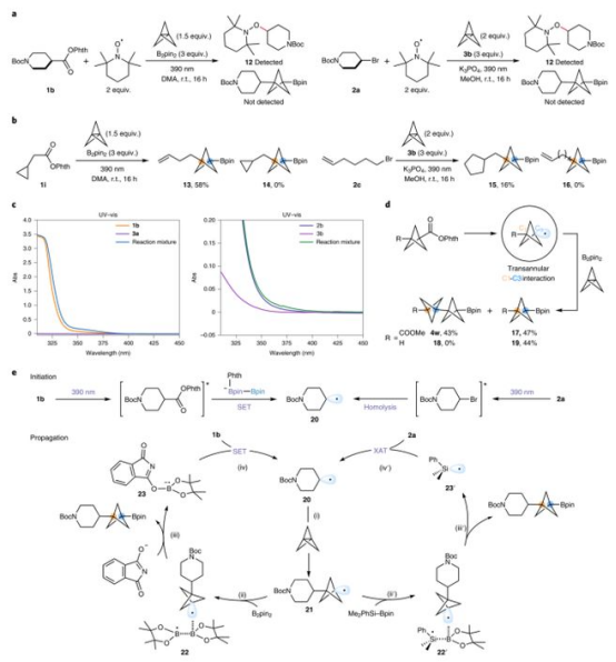 Fig. 4反應(yīng)機(jī)理研究（圖片來(lái)源：Nat. Chem.）